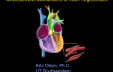 Molecules and Mechanisms of Heart Regeneration