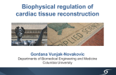 Biophysical Regulation of Cardiac Tissue Reconstruction
