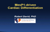 MesP1-Driven Cardiac Differentiation