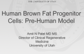 Human Brown Fat Progenitor Cells: Pre-Human Model