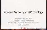 Venous Anatomy and Physiology