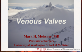 Venous Valves