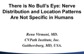 There is No Bull's-eye: Nerve Distribution and Location Patterns Are Not Specific in Humans