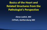 Basics of the Heart and Related Structures from the Pathologist's Perspective