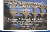 Cerebral Vascular Physiology Including Perfusion and Collaterals