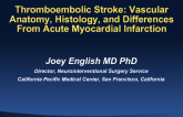 Thromboembolic Stroke: Vascular Anatomy, Histology, and Differences From Acute Myocardial Infarction