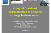 Gingival Fibroblast Transplantation as a Specific Strategy in Tissue Repair