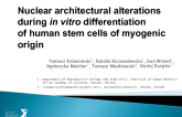 Nuclear architectural alterations during in vitro differentiation of human stem cells of myogenic origin