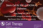 Stem Cell & SDF-1/CXCR4 In Diabetes