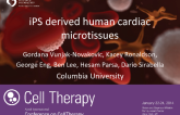 iPS derived human cardiac microtissues