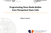 Programming Sinus-Node-Bodies from Pluripotent Stem Cells