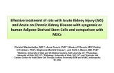 Effective treatment of rats with Acute Kidney Injury (AKI) and Acute on Chronic Kidney Disease with syngeneic or human Adipose-Derived Stem Cells and comparison with MSCs