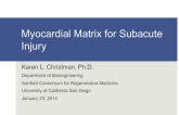 Myocardial Matrix for Subacute Injury