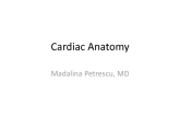 Cardiac Anatomy