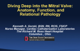 Fundamental Knowledge: Mitral Valve Anatomy, Function, and Relational Pathology