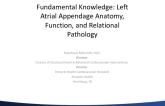 Fundamental Knowledge: Left Atrial Appendage Anatomy, Function, and Relational Pathology