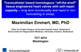 Transcatheter-Based Homologous Off-the-Shelf Tissue Engineered Heart Valves with Self-Repair Capacity: Long-term Functionality and Rapid In Vivo Remodeling in Sheep