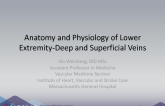 Anatomy and Physiology of Lower Extremity-Deep and Superficial Veins