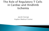The Role of Regulatory T Cells in Cardiac and Hindlimb Ischemia
