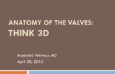 Anatomy of the Valves: Think Three-dimensional