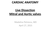 Live Dissection Mitral and Aortic valves