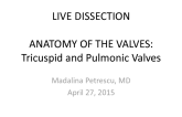 ANATOMY OF THE VALVES: Tricuspid and Pulmonic Valves