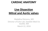 Cardiac Anatomy: Live Dissection Mitral and Aortic Valves