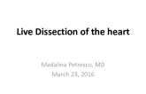 Live Dissection of the heart