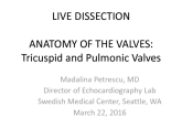 Anatomy Of The Valve: Tricuspid and Pulmonic Valves
