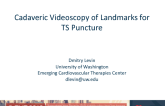 Cadaveric Videoscopy of Landmarks for TS Puncture