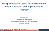 Using a Perfusion Model to Understand the Mitral Apparatus and Implications for Therapy