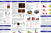 TCT 597: Why Does Thin-Cap Fibroatheroma Cluster in the Proximal egment in Left Anterior Coronary Artery, But Are Evenly Distributed Throughout the Entire Right Coronary Artery? –Results from Computational Fluid Dynamics Simulation by CT-FFR