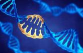 Genetic Study Supports Link Between Serum Calcium and CAD Risk