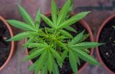 Study Links Marijuana Use to Hypertension-Related Death 