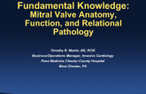 Fundamental Knowledge: Mitral Valve Anatomy, Function, and Relational Pathology