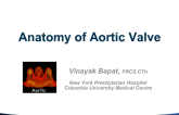 Understanding Surgical Aortic Valve “Anatomy”: Implications for Valve-in-Valve Therapy