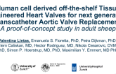 Human Cell Derived Off-The-Shelf Tissue Engineered Heart Valves for Next Generation TAVR: A Proof-of-Concept Study in Adult Sheep