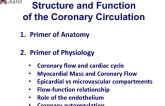 Structure and Function of the Coronary Circulation