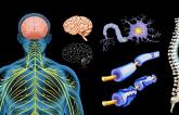 Dreams Dashed: Intravascular Therapy for MS Flops in Sham-Controlled Trial 