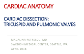 Cardiac Dissection: Tricuspid and Pulmonic Valves