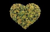 Marijuana May Muddle a Chest Pain Diagnosis, CTA Study Hints