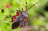 AHA Scientific Statement Aims to Raise Awareness of Chagas Disease and Risk for Cardiomyopathy