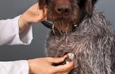 Rover’s Regurgitation: Veterinarian-Cardiologist Teamwork Could Speed Device Innovation, Training