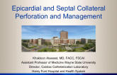 Epicardial and Septal Collateral Perforation and Management