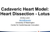 Cadaveric Heart Model: Heart Dissection