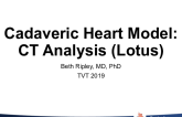 Cadaveric Heart Model: Analysis
