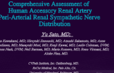 Anatomy of Human Accessory Renal Artery Peri-Arterial Renal Sympathetic Nerve for Renal Denervation