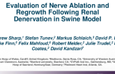 TCT 418: Evaluation of Nerve Injury and Regrowth Following Renal Denervation in Swine Model