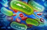 H. Pylori in ACS: Could Tests and Treatment Beat Back the Bleeds?