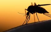 CV Complications of Malaria Rare but Portend Poor Prognosis
